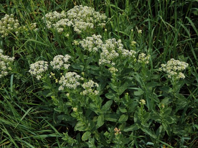 Vesnovka obecná (Cardaria draba (L.) Desv.)