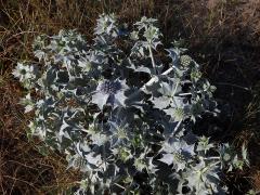 Máčka přímořská (Eryngium maritimum L.)