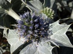 Máčka přímořská (Eryngium maritimum L.)