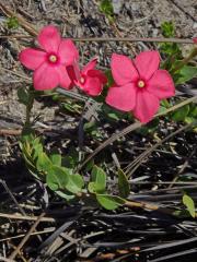 Catharanthus ovalis Markgr.