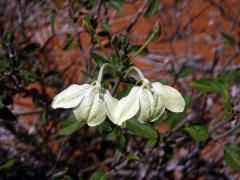 Ecbolium madagascariense Vollesen 