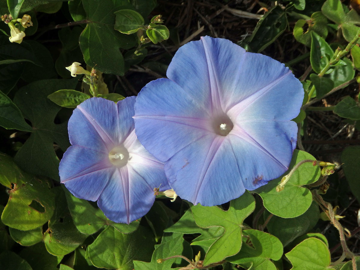 Povijnice (Ipomoea indica (Burm. f.) Merr)