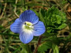 Rozrazil perský (Veronica persica Poiret)