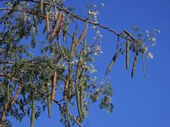 Moringa olejodárná (Moringa oleifera Lam.)