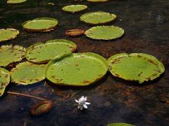 Viktorie královská (Victoria amazonica (Poepp.) J. C. Sowerby)