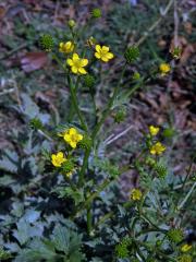 Pryskyřník (Ranunculus multifidus Forssk.)