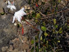 Mascarenhasia lisianthifolia A. DC.