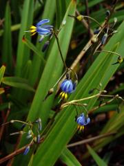 Takara (Dianella Lam.)