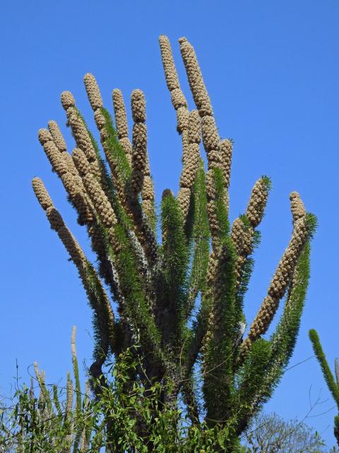 Didierea madagascariensis Baill.