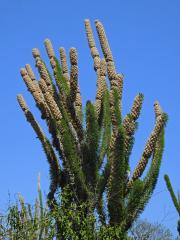 Didierea madagascariensis Baill. 
