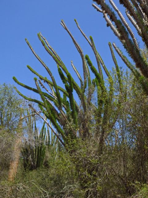 Didierea madagascariensis Baill.