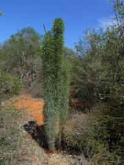 Didierea madagascariensis Baill.