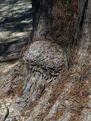 Nádor na přesličníku přesličkolistém (Casuarina equisetifolia L.) (3a)