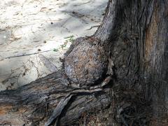 Nádor na přesličníku přesličkolistém (Casuarina equisetifolia L.) (4)