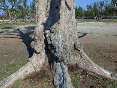 Nádor na přesličníku přesličkolistém (Casuarina equisetifolia L.) (5)