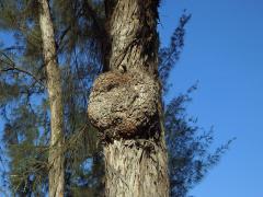 Nádor na přesličníku přesličkolistém (Casuarina equisetifolia L.) (6)