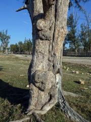 Nádor na přesličníku přeličkolistém (Casuarina equisetifolia L.) (7a)