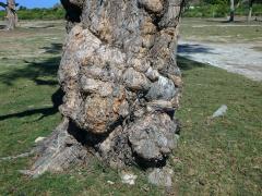 Nádor na přesličníku přesličkolistém (Casuarina equisetifolia L.) (8)