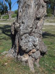 Nádor na přesličníku přesličkolistém (Casuarina equisetifolia L.) (9)