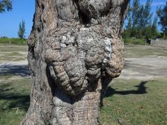 Nádor na přesličníku přesličkolistém (Casuarina equisetifolia L.) (10)
