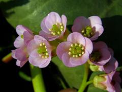 Bergenie tučnolistá (Bergenia crassifolia (L.) Fritsch)