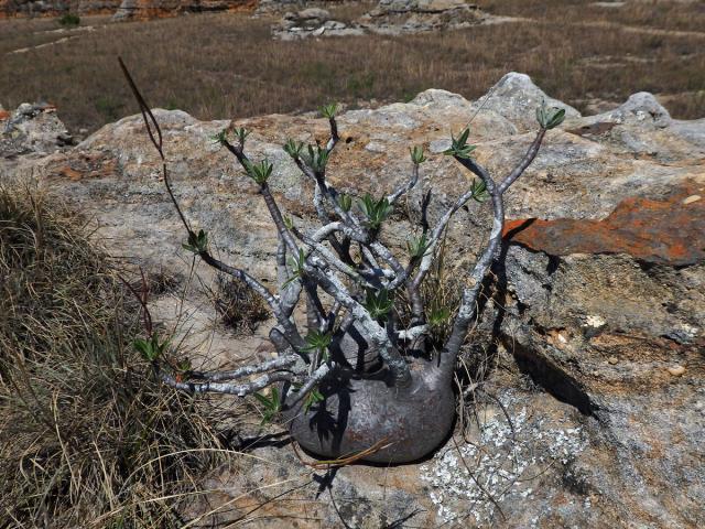 Pachypodium rosulatum subsp. gracilius (H. Perrier) Lϋthy