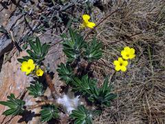 Pachypodium rosulatum subsp. gracilius (H. Perrier) Lϋthy