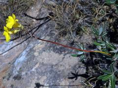 Pachypodium rosulatum subsp. gracilius (H. Perrier) Lϋthy