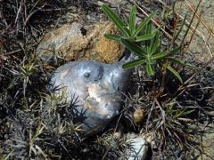 Pachypodium rosulatum subsp. gracilius (H. Perrier) Lϋthy