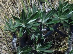 Pachypodium rosulatum subsp. gracilius (H. Perrier) Lϋthy