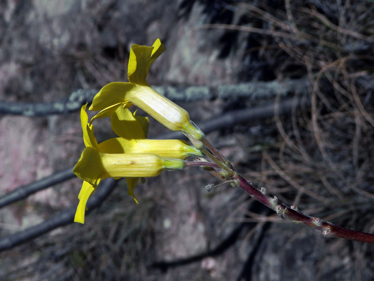 Pachypodium rosulatum subsp. gracilius (H. Perrier) Lϋthy