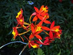 Epidendrum radicans Pav. ex Lindl.