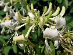 Zimolez ovíjivý (Lonicera perichymenum L.)