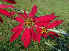 Pryšec nádherný (Euphorbia pulcherrima Willd. ex Klotzsch)