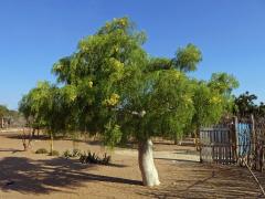 Moringa drouhardii Jum.