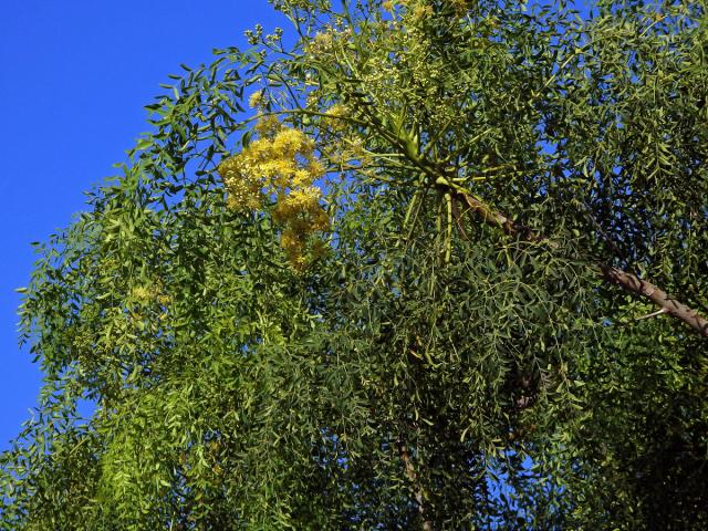 Moringa drouhardii Jum.