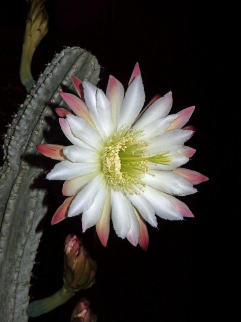 Cereus hexagonus (L.) Mill.