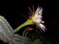 Cereus hexagonus (L.) Mill.