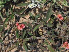 Indigovník (Indigofera diversifolia DC.)