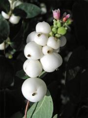 Pámelník bílý (Symphoricarpos albus (L.) Blake)