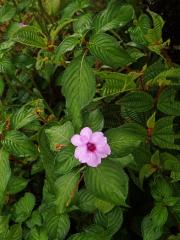 Netýkavka (Impatiens flaccida Arn.)