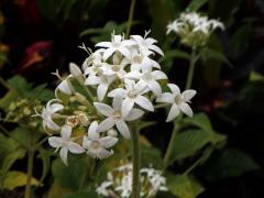 Pětkovec (Pentas lanceolata (Forssk.) Deflers)