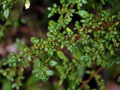 Pilea microphylla (L.) Liebm.