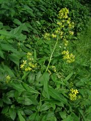 Hulevník nejtužší (Sisymbrium strictissimum L.)