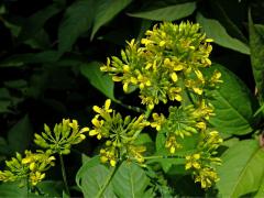 Hulevník nejtužší (Sisymbrium strictissimum L.)