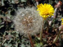 Smetánka (Taraxacum serotinum (Waldst. & Kit.) Poir.)