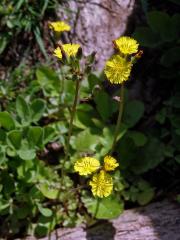 Youngia japonica (L.) DC.