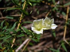 Merremia tridentata (L.) Hallier f.