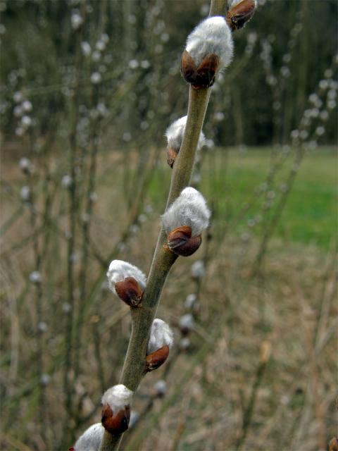 Vrba jíva (Salix caprea L.)