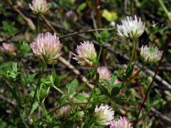 9_Bobovité: Jetel (Trifolium)